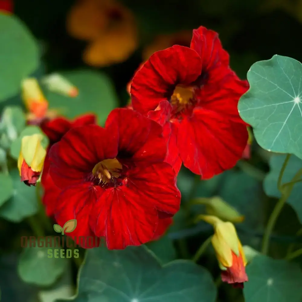 NASTURTIUM - EMPRESS OF INDIA Seeds for Planting, Premium Gardening Seeds for Vibrant Blooms