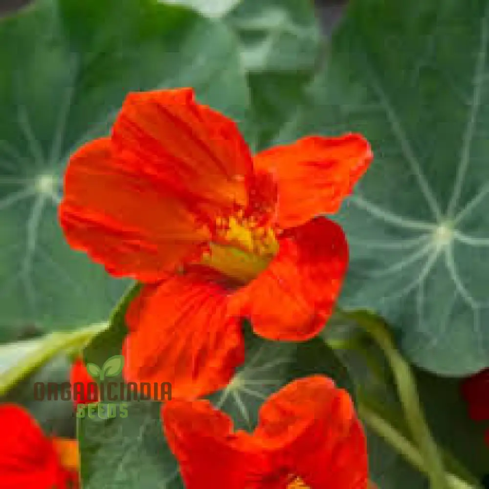 NASTURTIUM - EMPRESS OF INDIA Seeds for Planting, Premium Gardening Seeds for Vibrant Blooms - Image 3