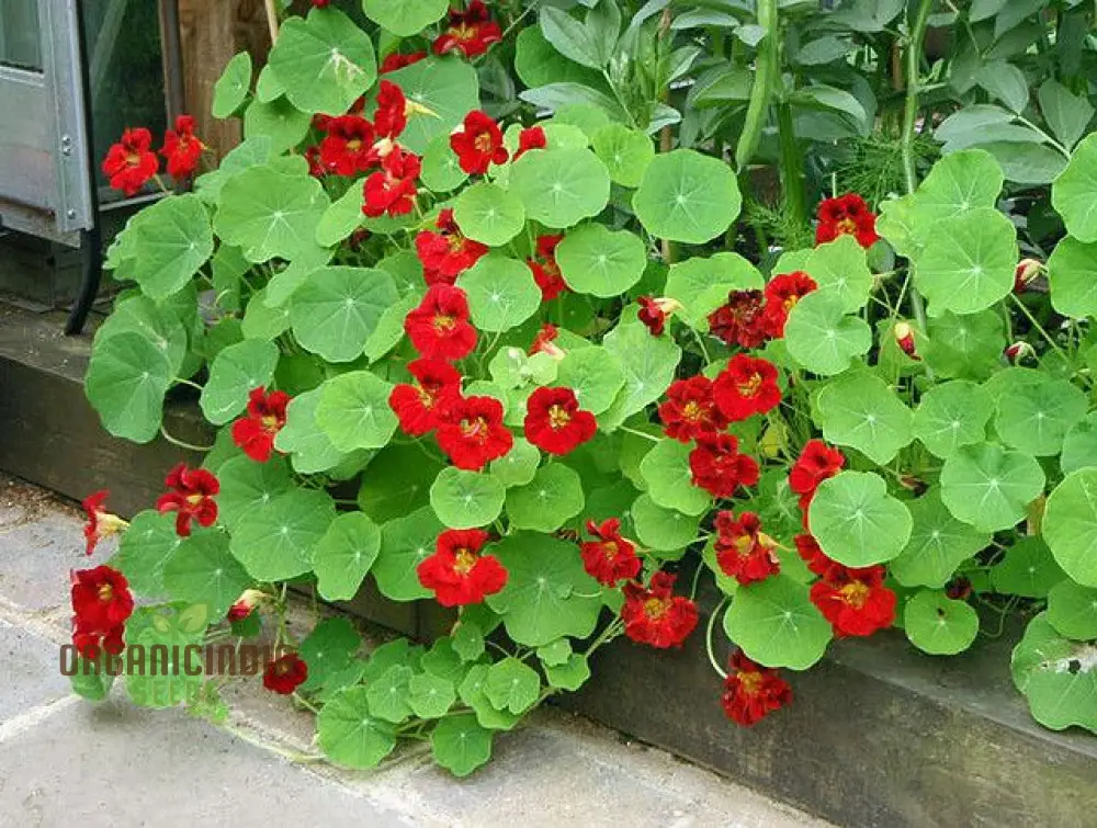 NASTURTIUM - EMPRESS OF INDIA Seeds for Planting, Premium Gardening Seeds for Vibrant Blooms - Image 4