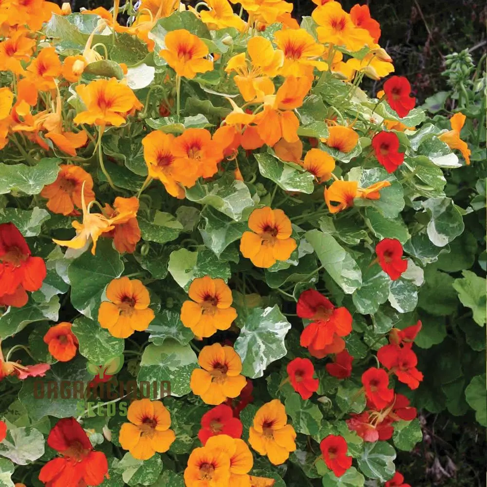 Nasturtium Flower Seeds for Planting - 100 pcs - Image 3
