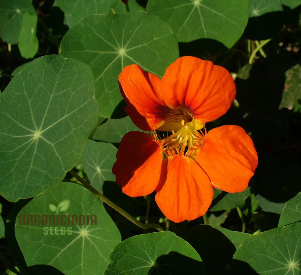 Nasturtium Flower Seeds for Planting - 100 pcs - Image 4