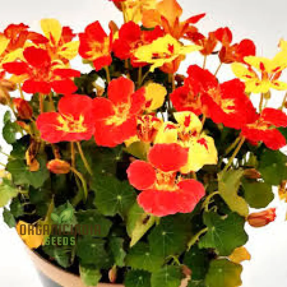 Nasturtium Seeds (Ice Cream Sundae Nasturtium Seeds) - Vibrant Blooms for Gardens & Containers