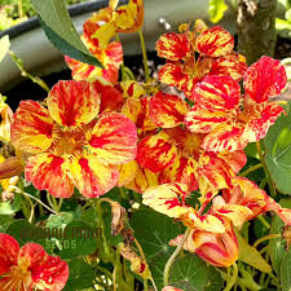 Nasturtium Seeds (Ice Cream Sundae Nasturtium Seeds) - Vibrant Blooms for Gardens & Containers - Image 3