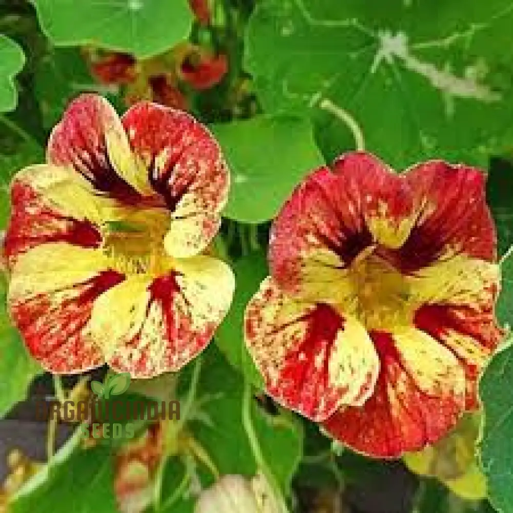 Nasturtium Seeds (Ice Cream Sundae Nasturtium Seeds) - Vibrant Blooms for Gardens & Containers - Image 4