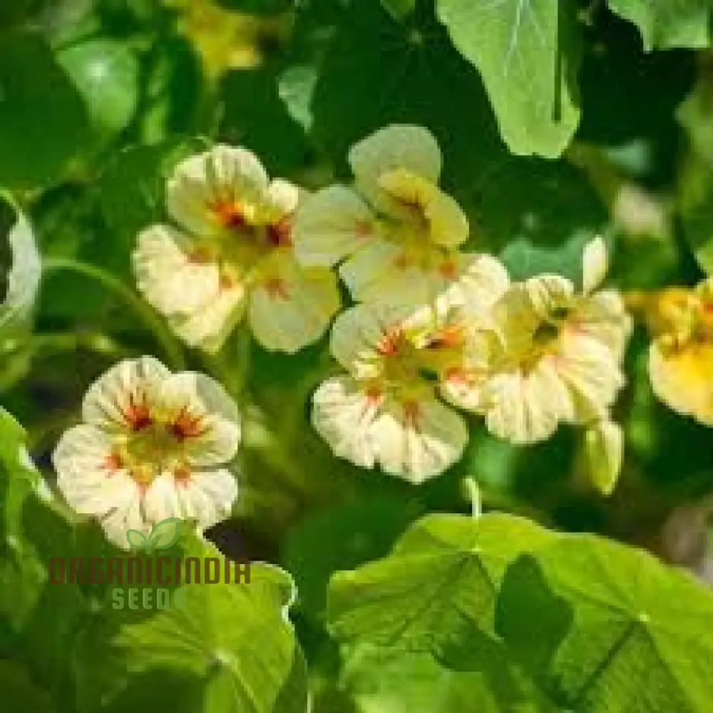 Nasturtium 'Peach Melba' Seeds For Planting: Vibrant Garden Blooms for Your Summer Sanctuary