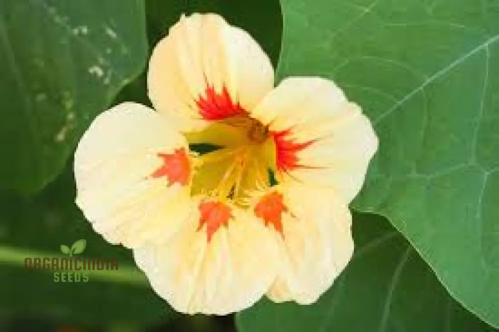 Nasturtium 'Peach Melba' Seeds For Planting: Vibrant Garden Blooms for Your Summer Sanctuary - Image 3