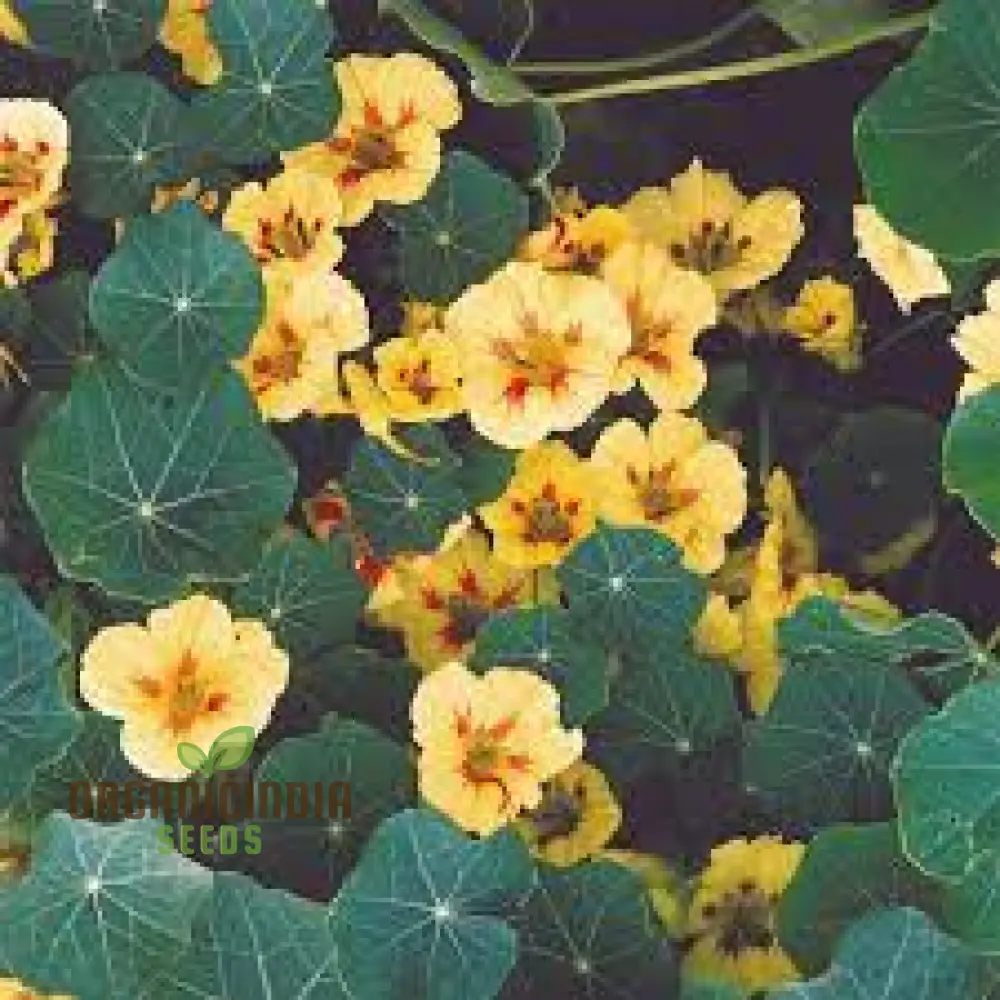 Nasturtium 'Peach Melba' Seeds For Planting: Vibrant Garden Blooms for Your Summer Sanctuary - Image 4