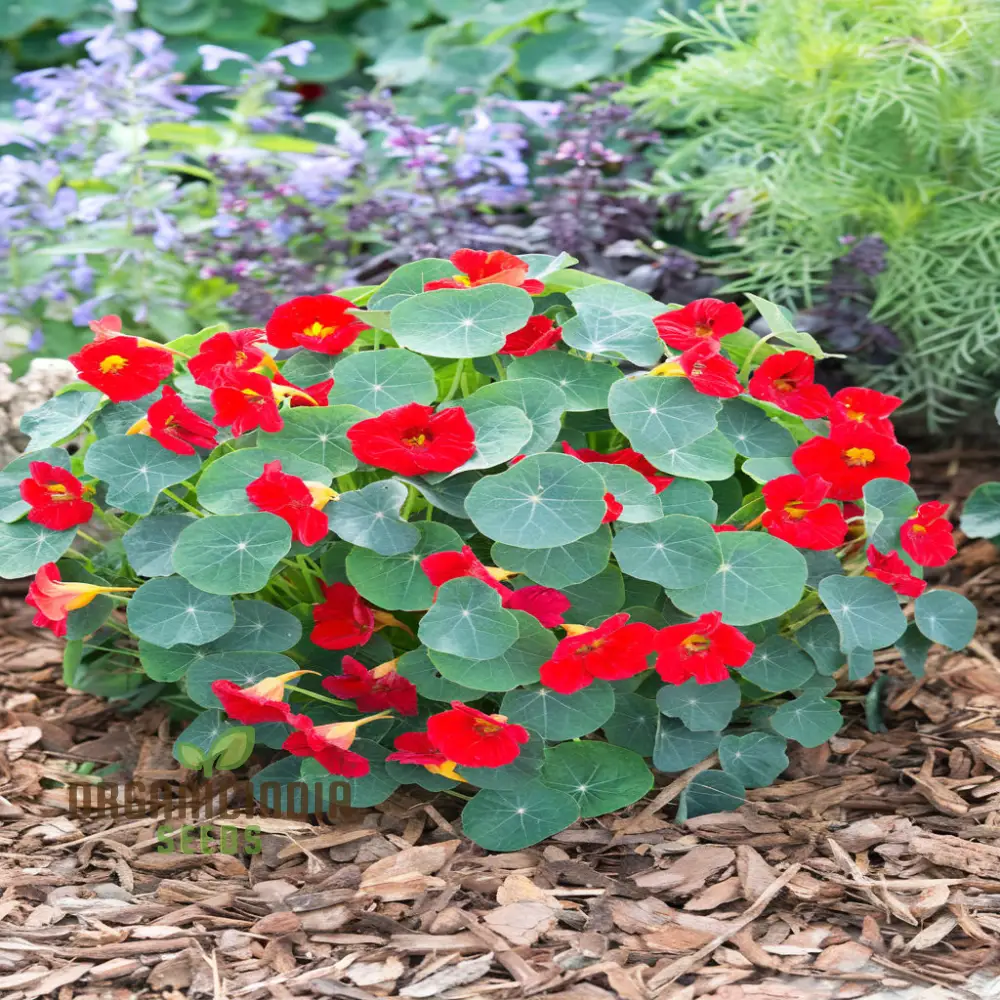 Nasturtium Princess Seeds for Planting, \Enchanting Blooms