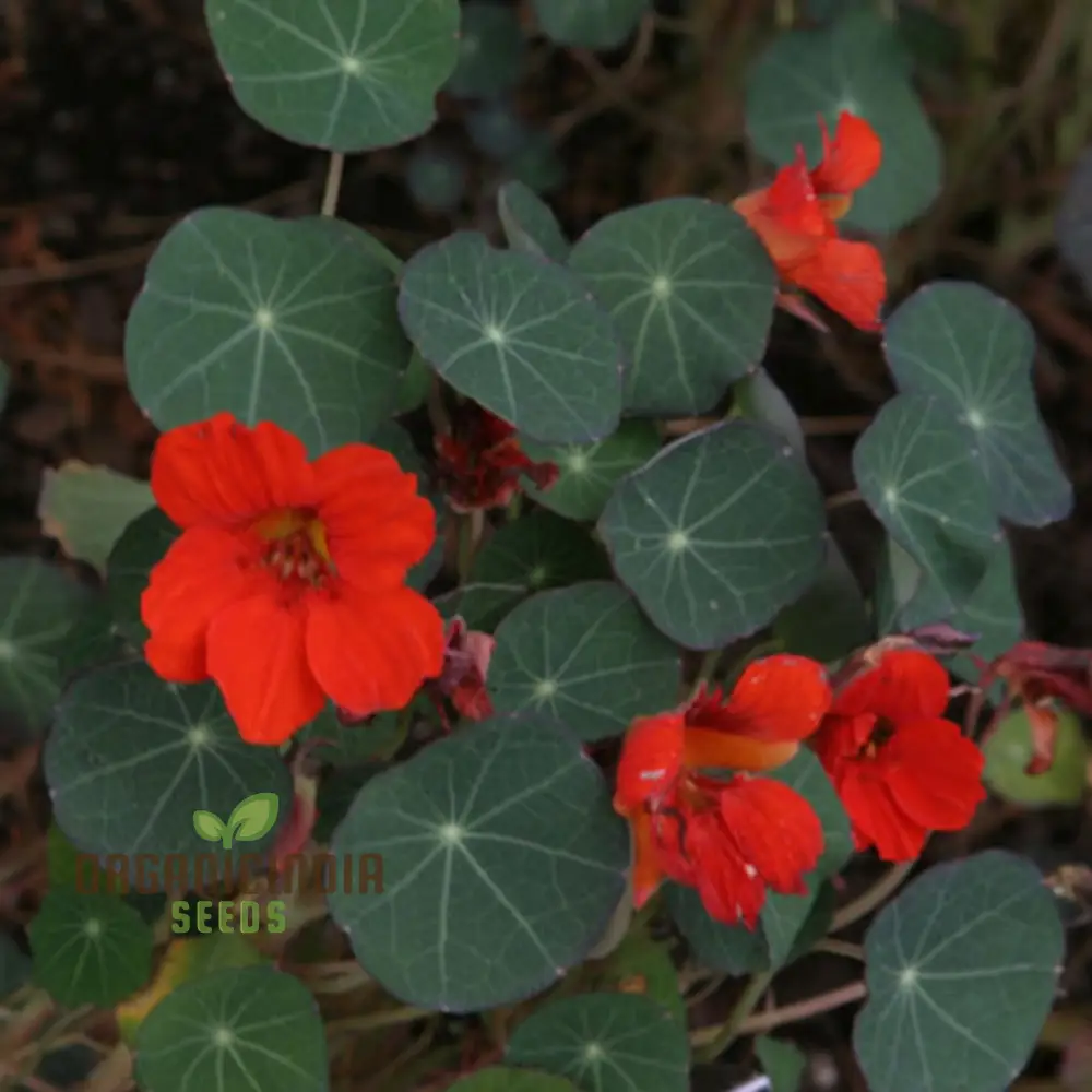 Nasturtium Princess Seeds for Planting, \Enchanting Blooms - Image 3