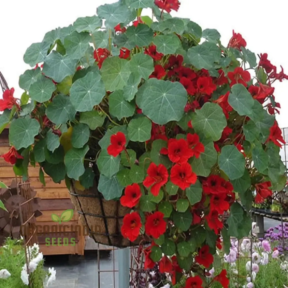 Nasturtium Princess Seeds for Planting, \Enchanting Blooms - Image 4