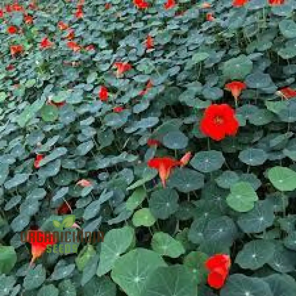 Nasturtium Seeds - Blue Pepe | Hardy Annual Flowers for Garden Planting | Edible Flowers, Easy to Grow