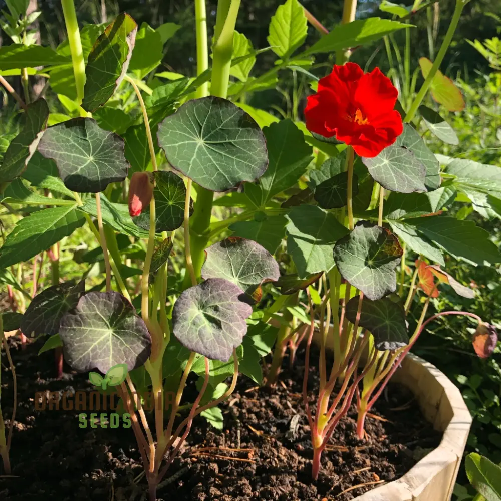 Nasturtium Seeds - Blue Pepe | Hardy Annual Flowers for Garden Planting | Edible Flowers, Easy to Grow - Image 3