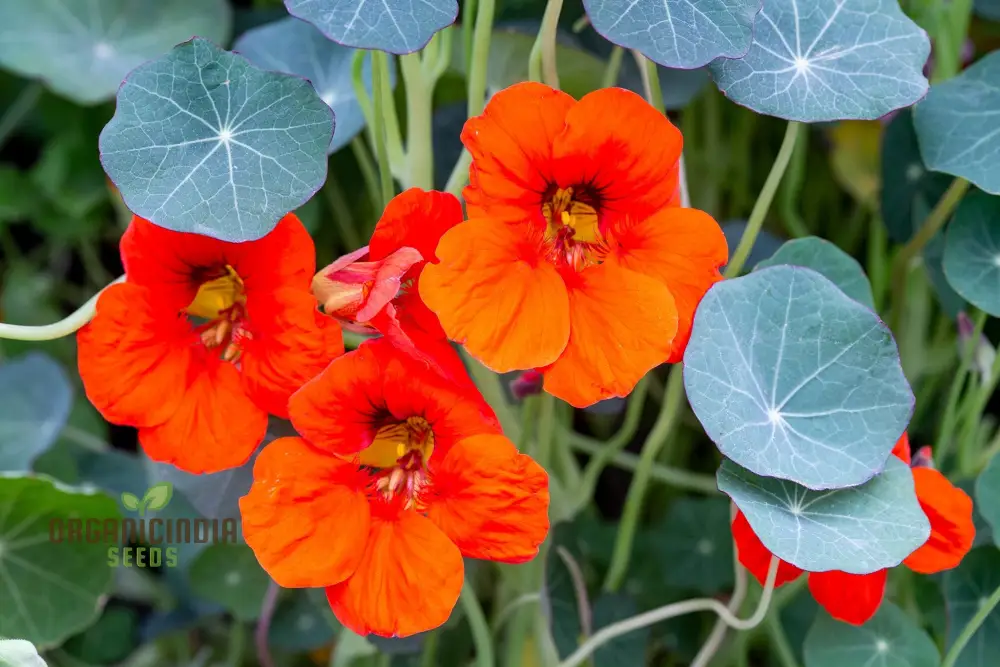Nasturtium Seeds - Blue Pepe | Hardy Annual Flowers for Garden Planting | Edible Flowers, Easy to Grow - Image 4