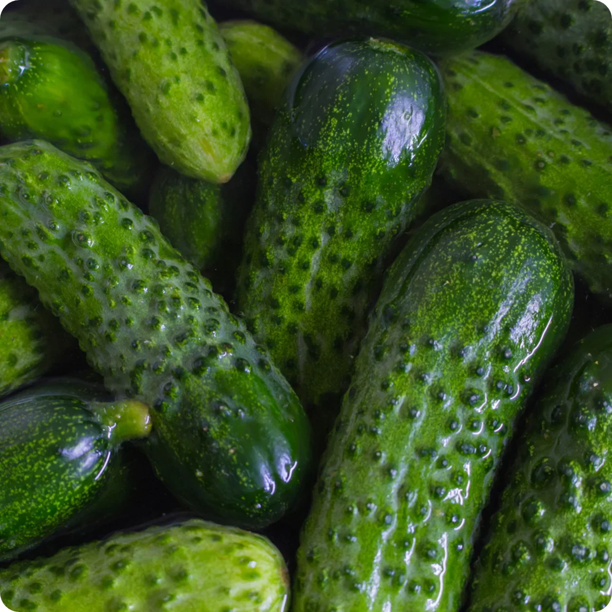 National Pickling Cucumber Seeds