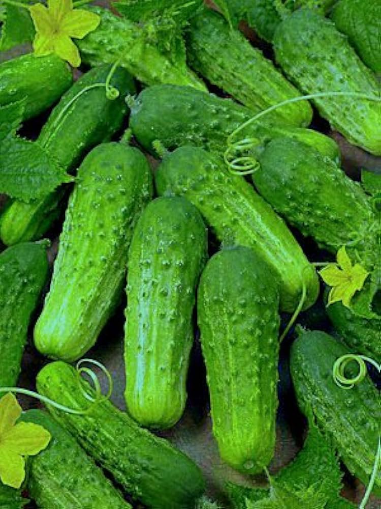 National Pickling Cucumber Seeds - Image 3