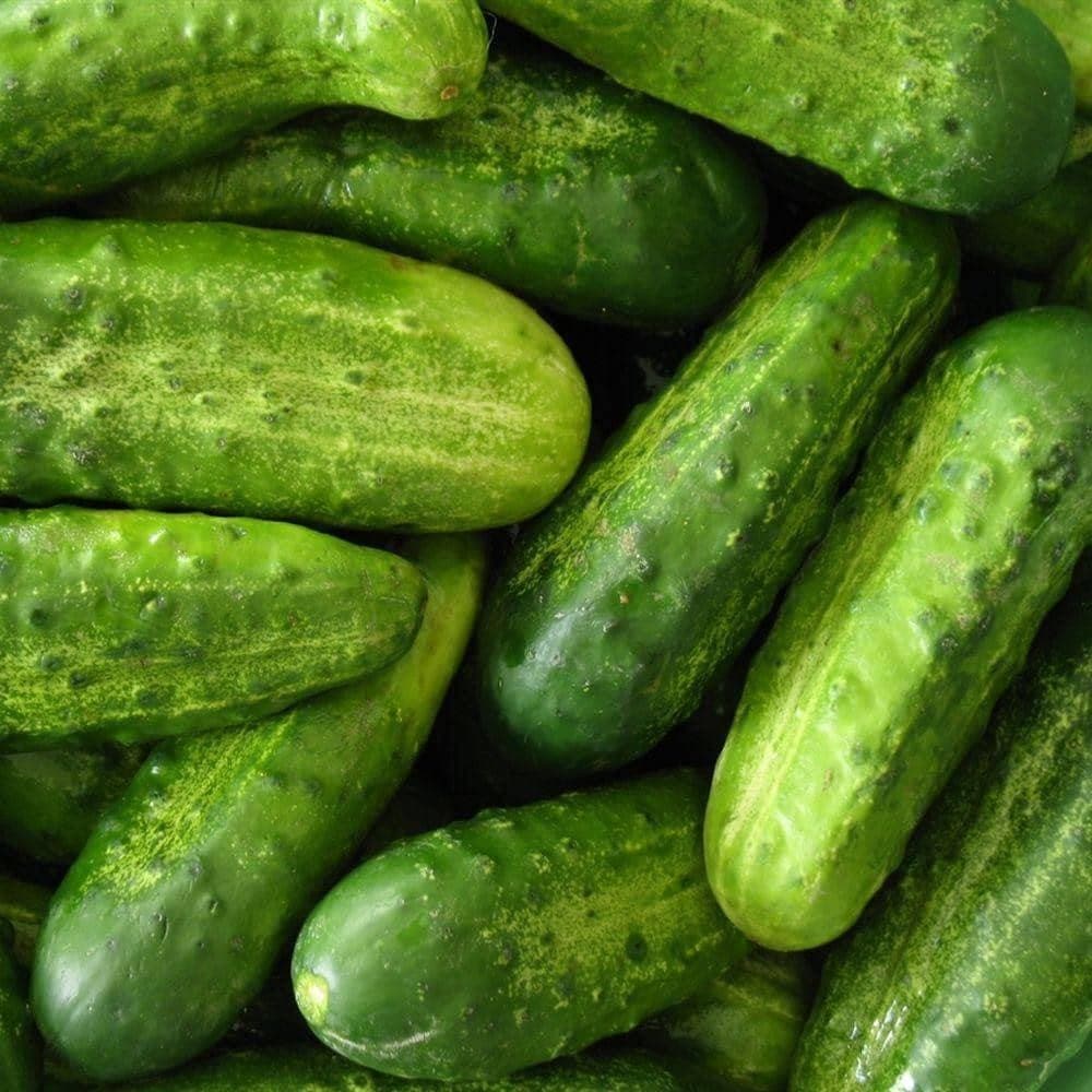 National Pickling Cucumber Seeds - Image 4