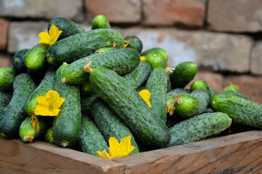 National Pickling Cucumber Seeds - Image 6