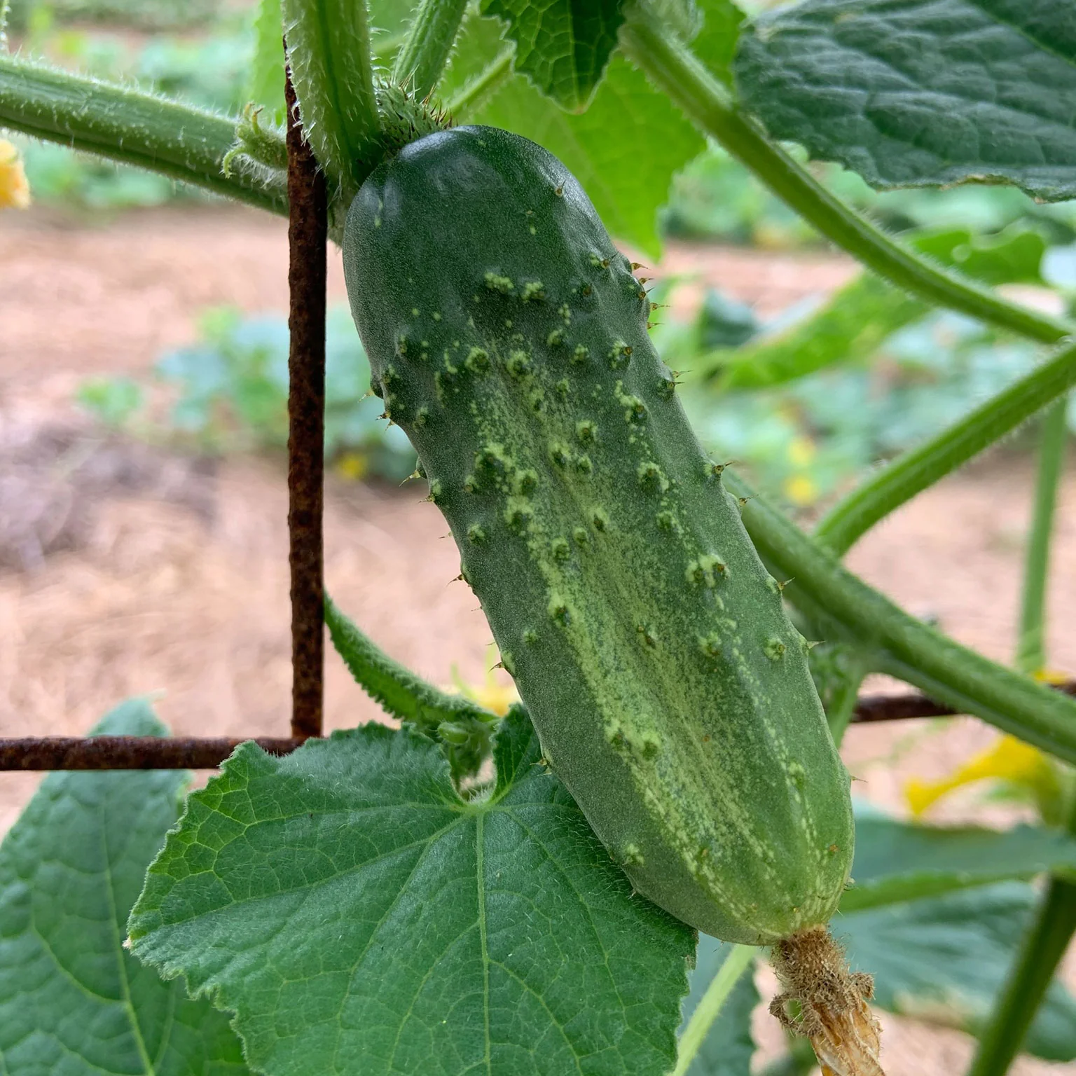 National Pickling Cucumber Seeds – Heirloom, Crisp & Prolific Variety