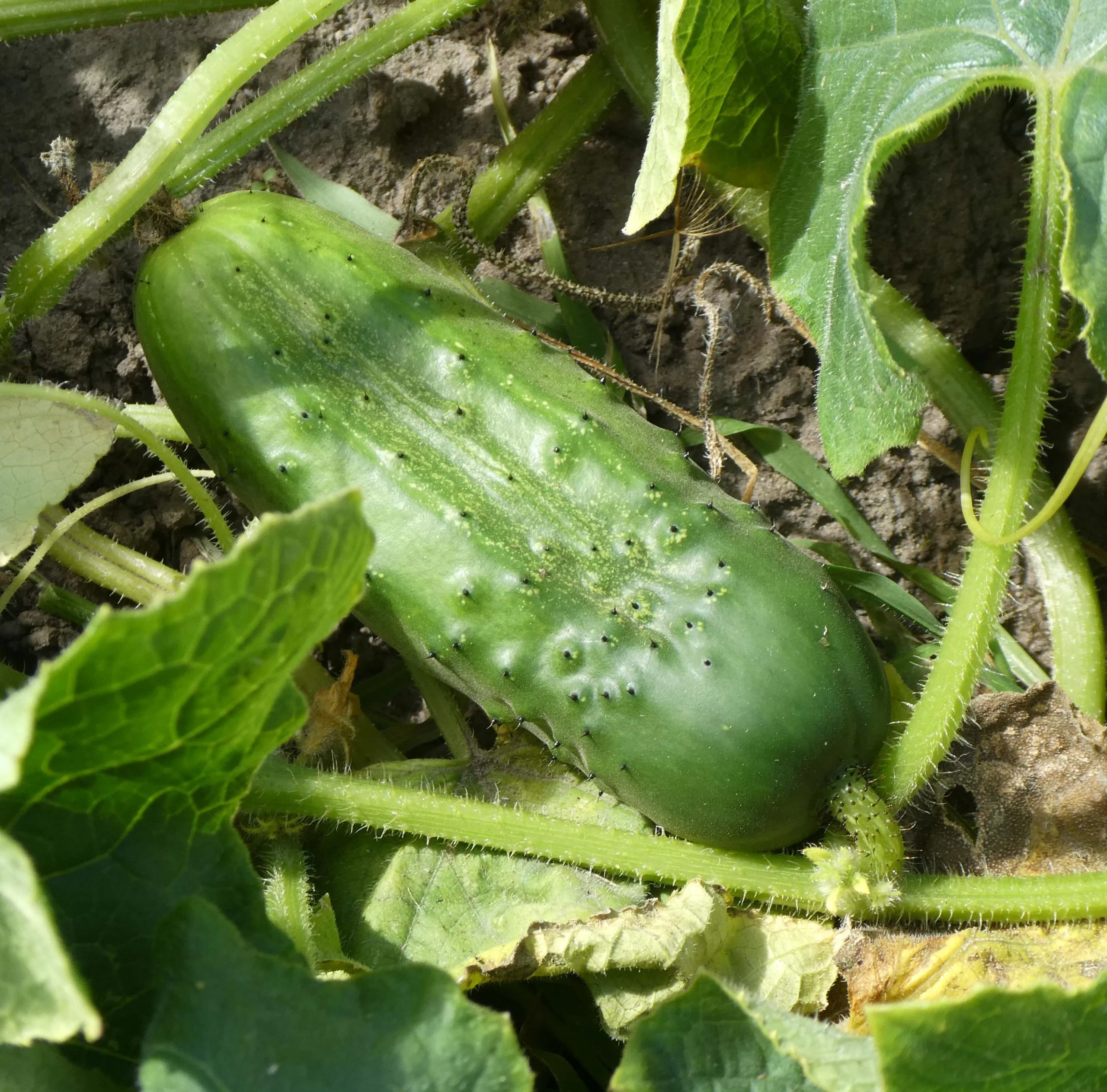 National Pickling Cucumber Seeds – Heirloom, Crisp & Prolific Variety - Image 2