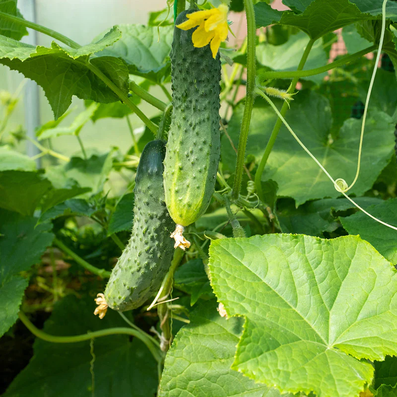 National Pickling Cucumber Seeds – Heirloom, Crisp & Prolific Variety - Image 3
