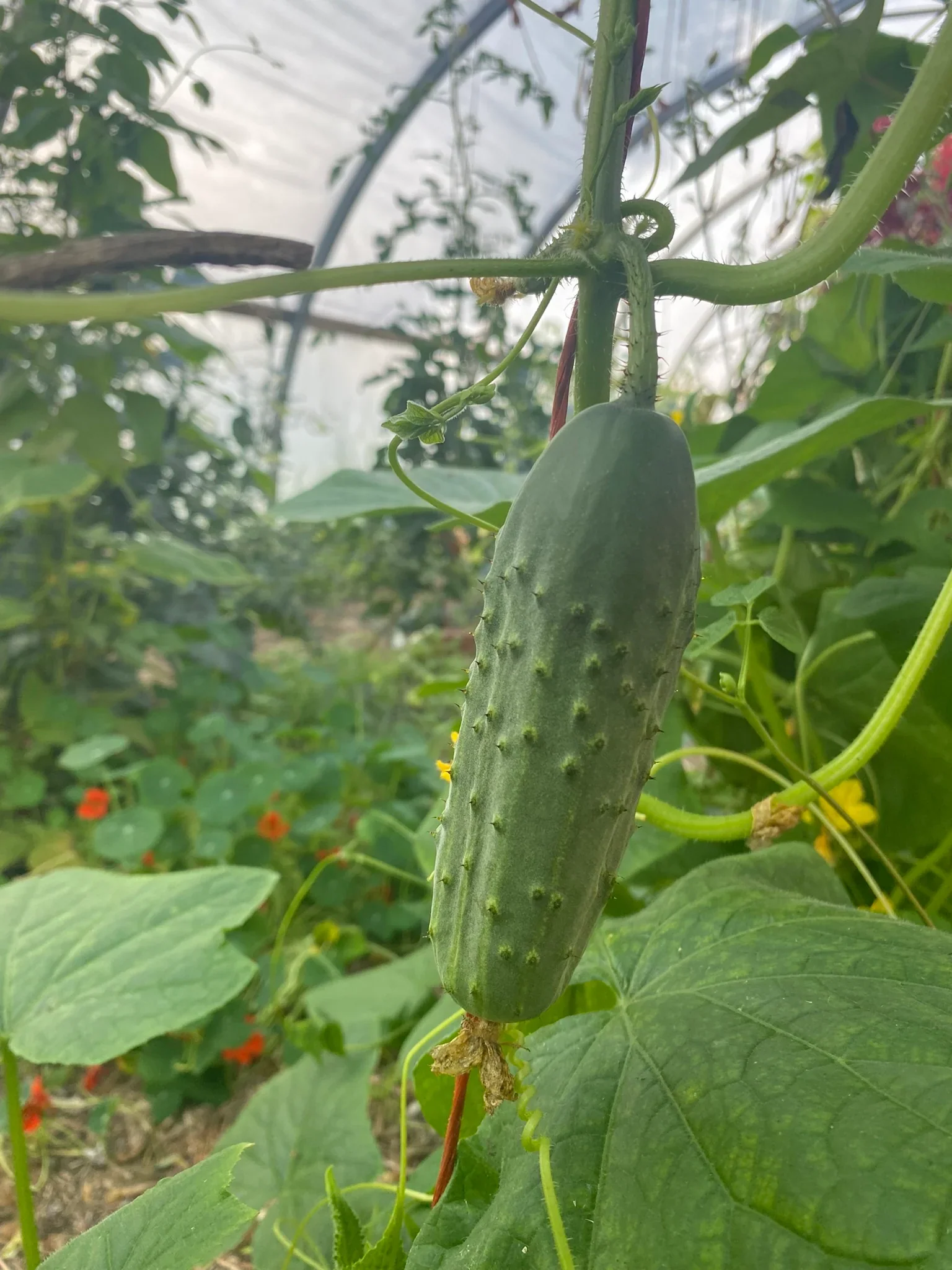 National Pickling Cucumber Seeds – Heirloom, Crisp & Prolific Variety - Image 4