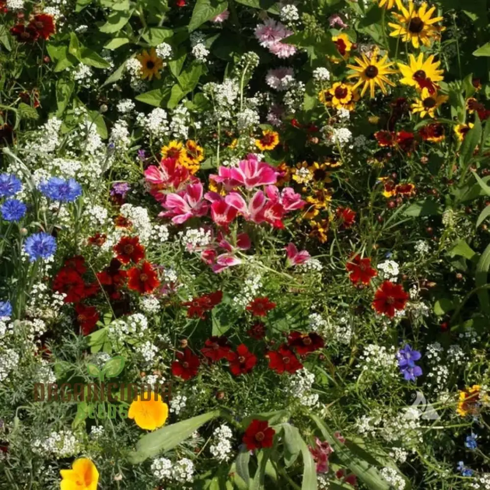 Native & New World Annual Mix Flower Seeds, Vibrant, Hardy Blooms, Grow Your Garden with Vibrancy