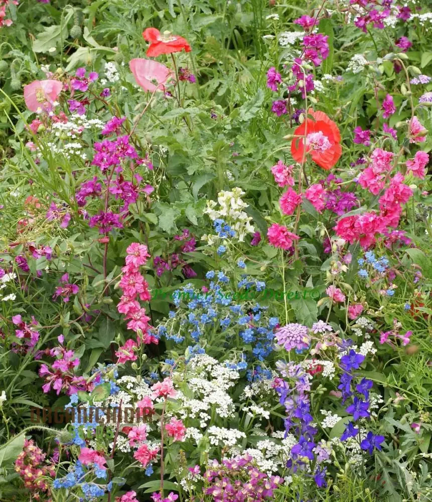 Native & New World Annual Mix Flower Seeds, Vibrant, Hardy Blooms, Grow Your Garden with Vibrancy - Image 3