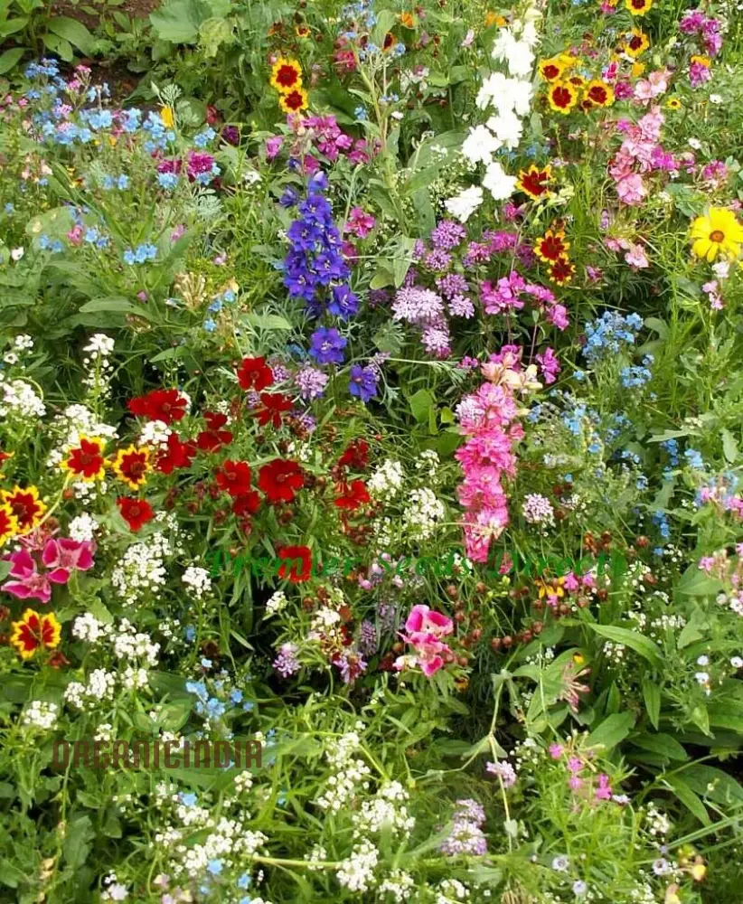 Native & New World Annual Mix Flower Seeds, Vibrant, Hardy Blooms, Grow Your Garden with Vibrancy - Image 4