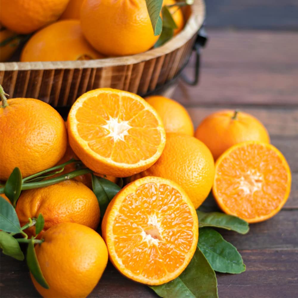Navel Orange Seeds for Planting – Grow Sweet & Seedless Oranges