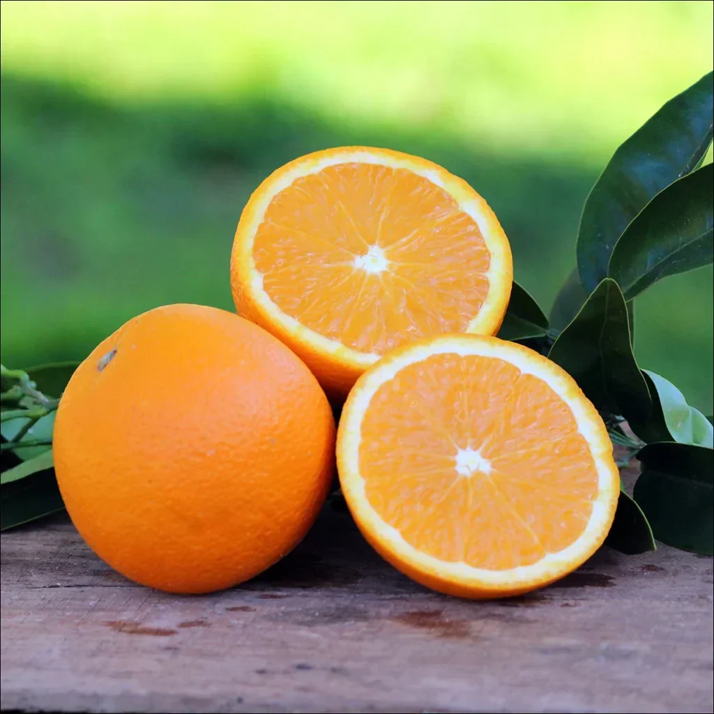 Navel Orange Seeds for Planting – Grow Sweet & Seedless Oranges - Image 2