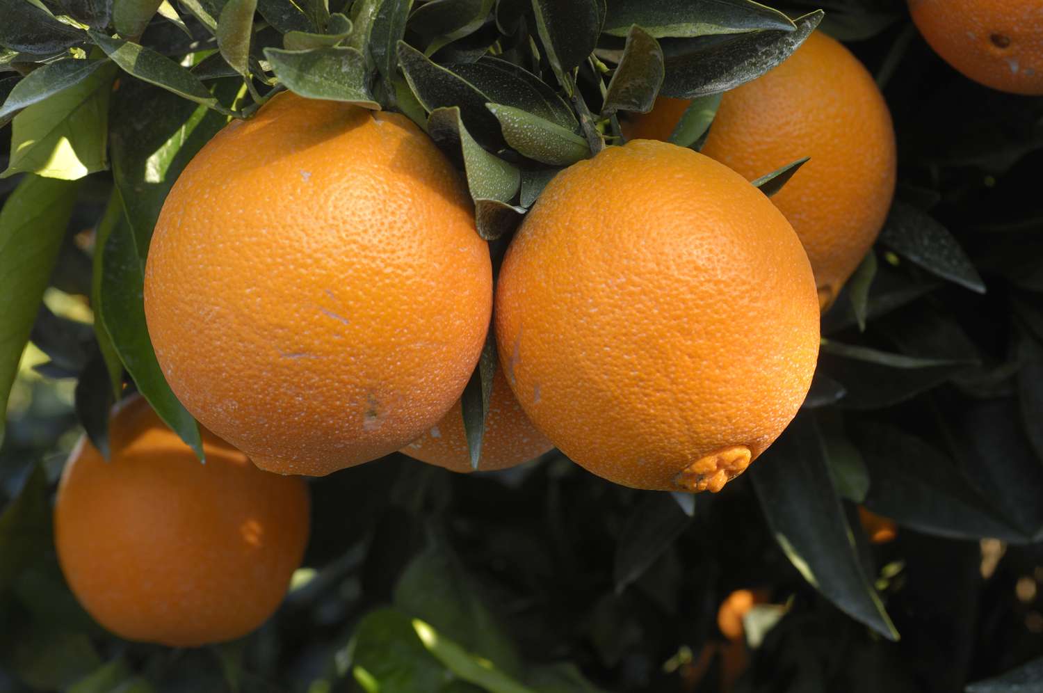 Navel Orange Seeds for Planting – Grow Sweet & Seedless Oranges - Image 3