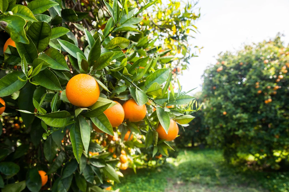 Navel Orange Seeds for Planting – Grow Sweet & Seedless Oranges - Image 5
