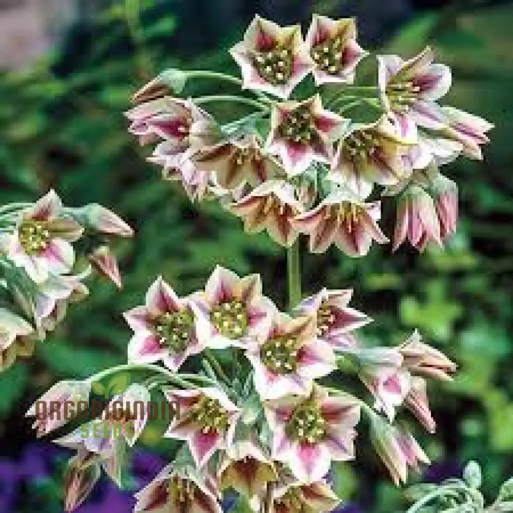 Nectaroscordum Siculum Seeds for Exceptional Gardening: Add Unique Beauty to Your Garden with These Stunning Seeds