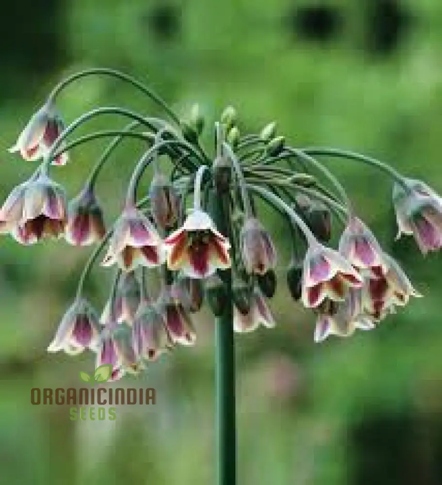 Nectaroscordum Siculum Seeds for Exceptional Gardening: Add Unique Beauty to Your Garden with These Stunning Seeds - Image 3