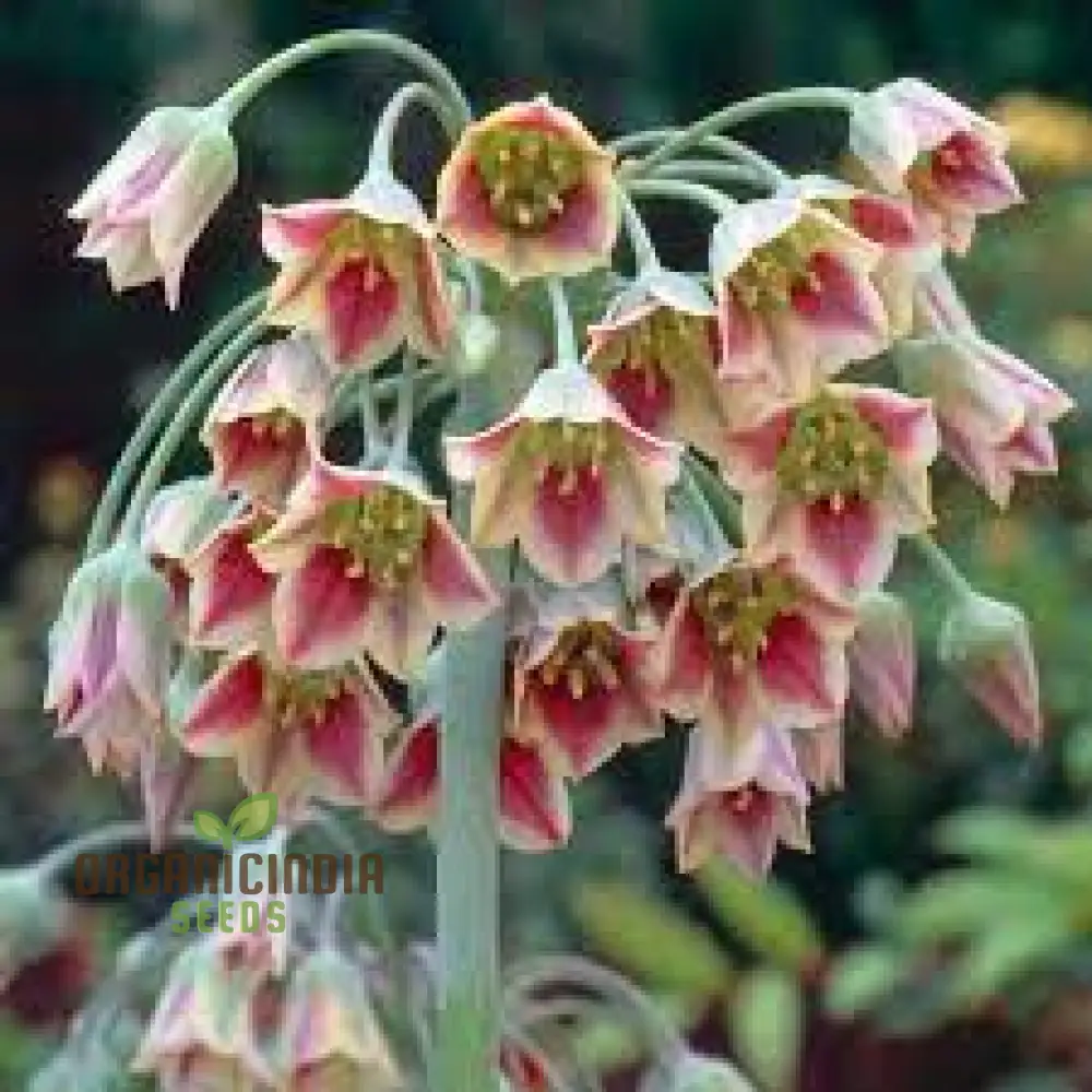 Nectaroscordum Siculum Seeds for Exceptional Gardening: Add Unique Beauty to Your Garden with These Stunning Seeds - Image 4