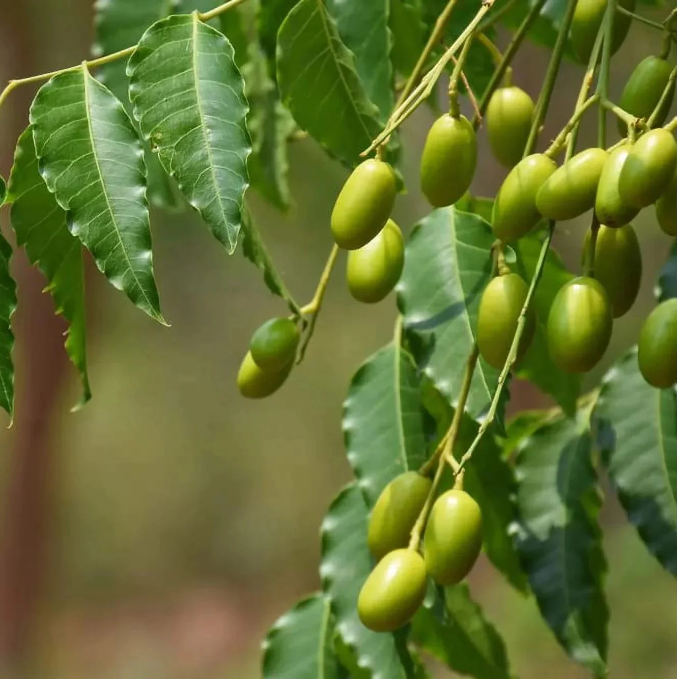 Neem Plant Seeds (Azadirachta Indica) – Grow a Versatile, Beneficial, and Hardy Tree for Home and Garden