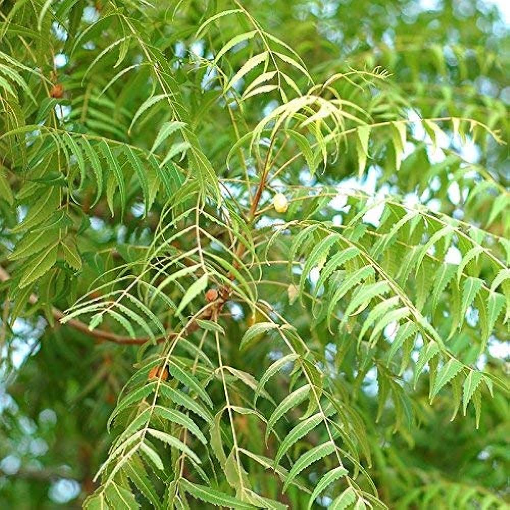 Neem Plant Seeds (Azadirachta Indica) – Grow a Versatile, Beneficial, and Hardy Tree for Home and Garden - Image 3