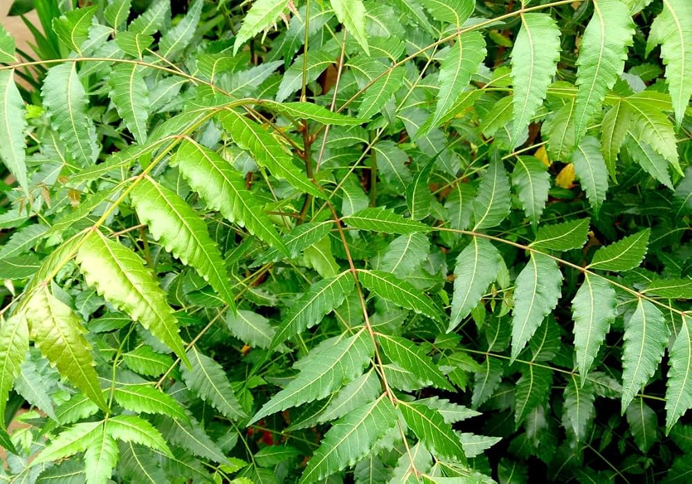 Neem Plant Seeds (Azadirachta Indica) – Grow a Versatile, Beneficial, and Hardy Tree for Home and Garden - Image 4