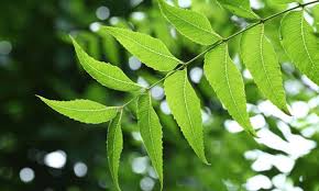 Neem Plant Seeds (Azadirachta Indica) – Grow a Versatile, Beneficial, and Hardy Tree for Home and Garden - Image 5
