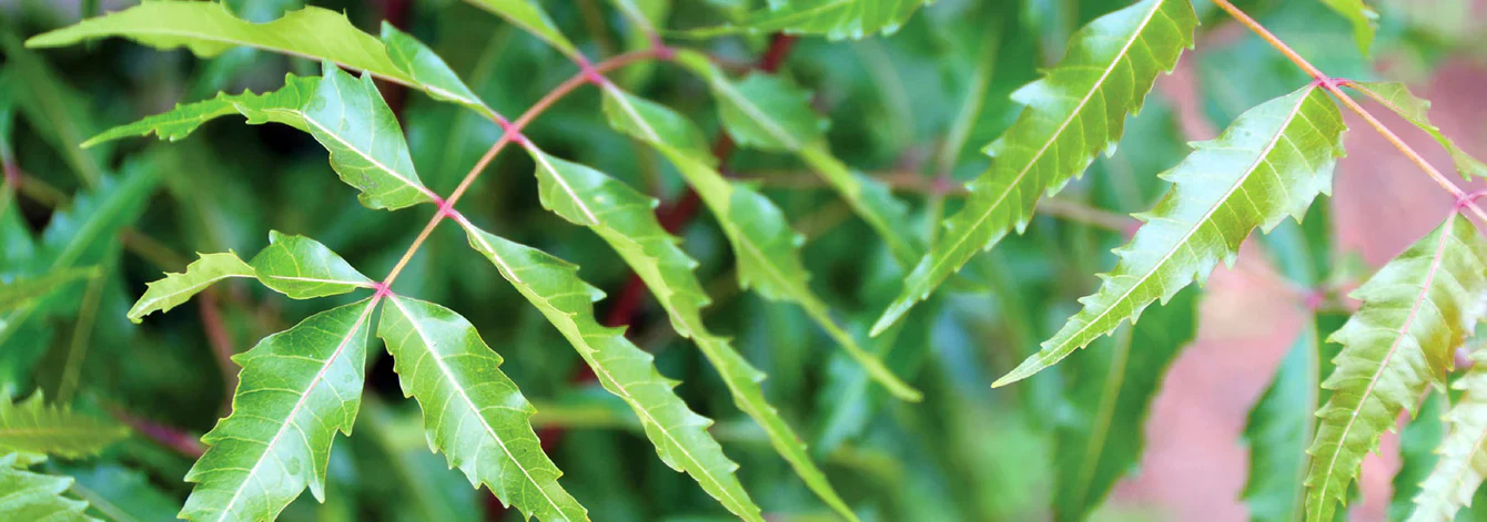 Neem Plant Seeds (Azadirachta Indica) – Grow a Versatile, Beneficial, and Hardy Tree for Home and Garden - Image 6