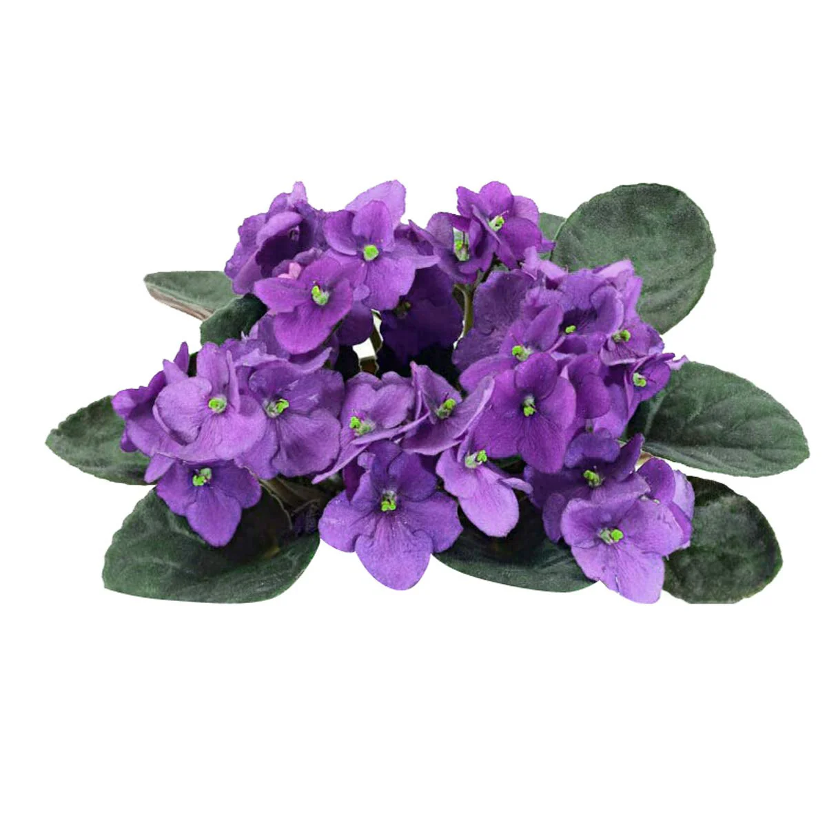 African Violet Seeds – Compact Indoor Blooming Plants