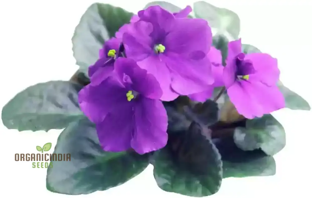 African Violet Seeds – Compact Indoor Blooming Plants - Image 3