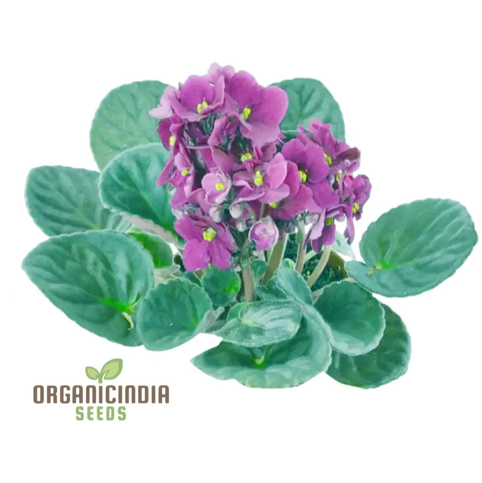 African Violet Seeds – Compact Indoor Blooming Plants - Image 4
