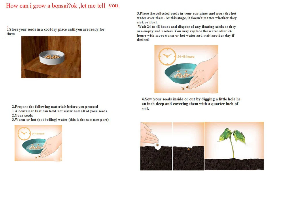 African Violet Seeds – Compact Indoor Blooming Plants - Image 5