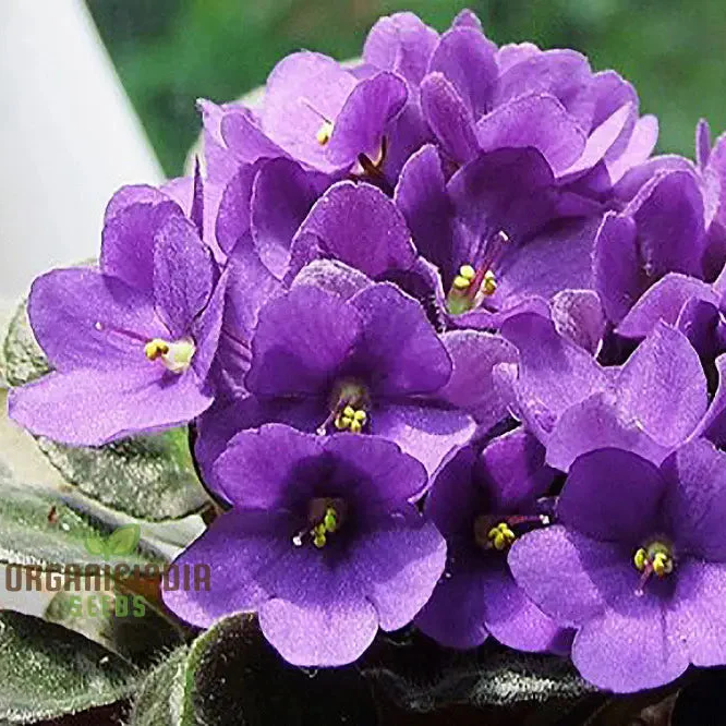 African Violet Seeds – Compact Indoor Blooming Plants - Image 6