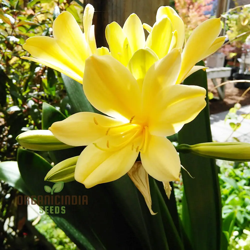 Nema Clivia flower Seeds, Premium Yellow Flower Seeds for Vibrant Gardening, Easy-to-Grow Perfect for Home Gardeners