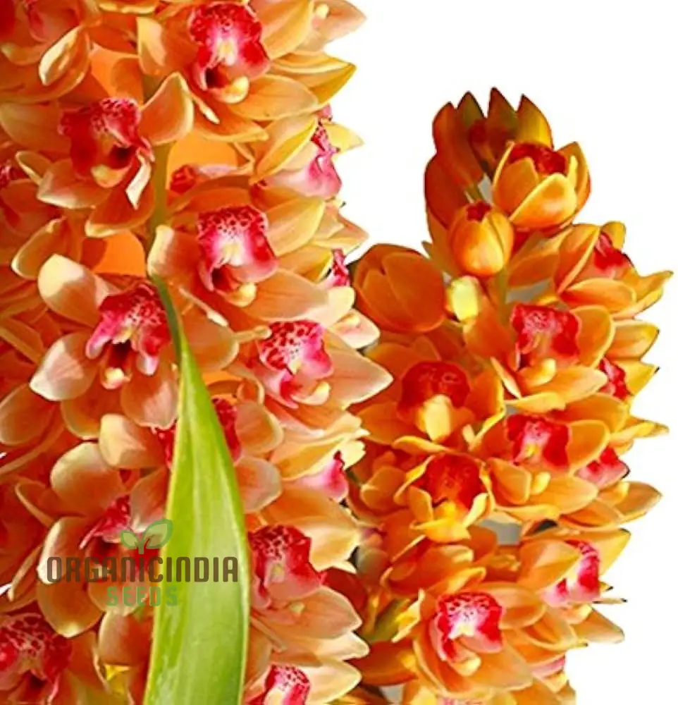 Nema Cymbidium Maxillaria Goeringii Noble Orchid Flower Seeds for Planting, High Quality and Lengthy Blooming - Image 3