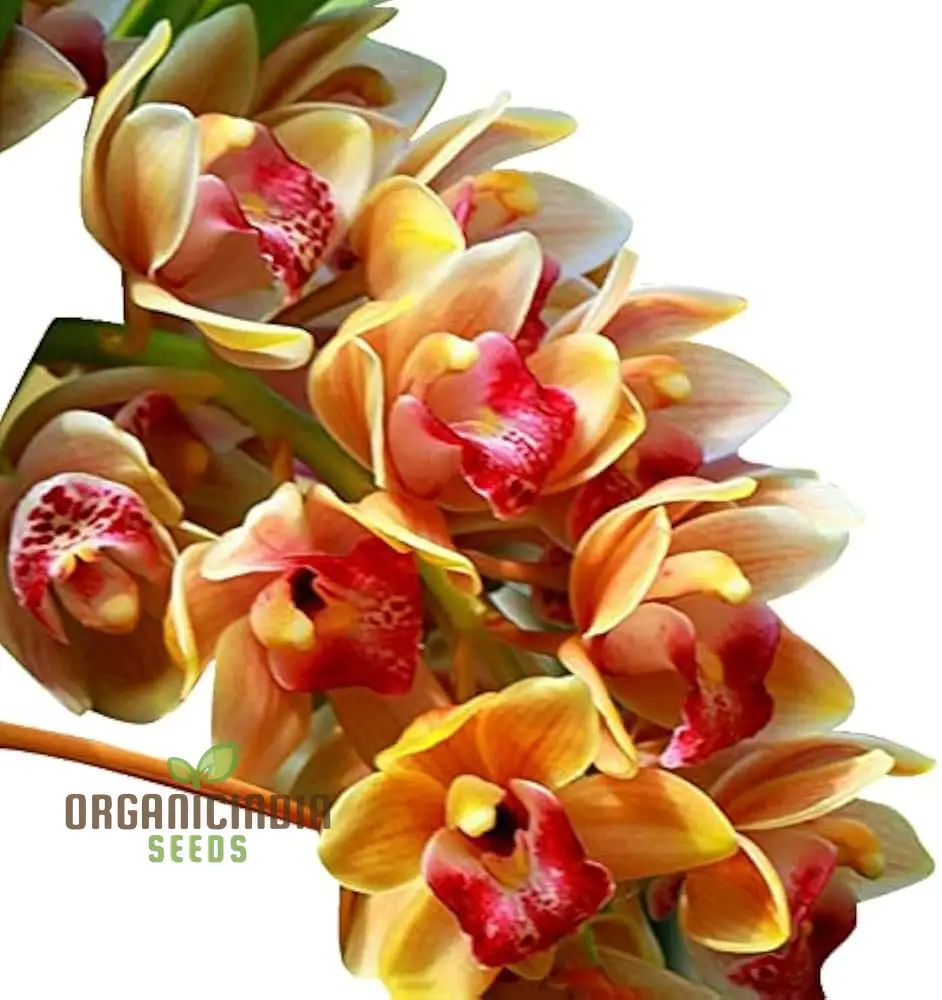 Nema Cymbidium Maxillaria Goeringii Noble Orchid Flower Seeds for Planting, High Quality and Lengthy Blooming - Image 4