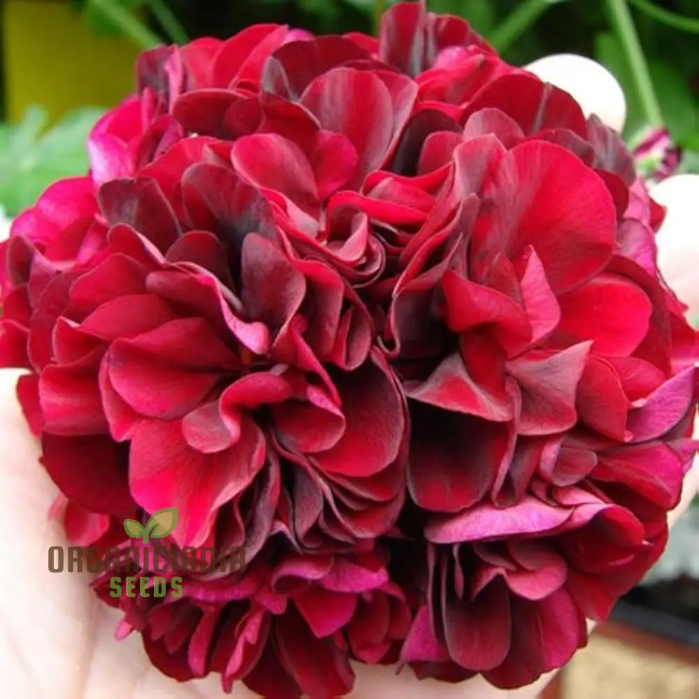 Dark Red Geranium Pelargonium Seeds – Classic Garden Blooms