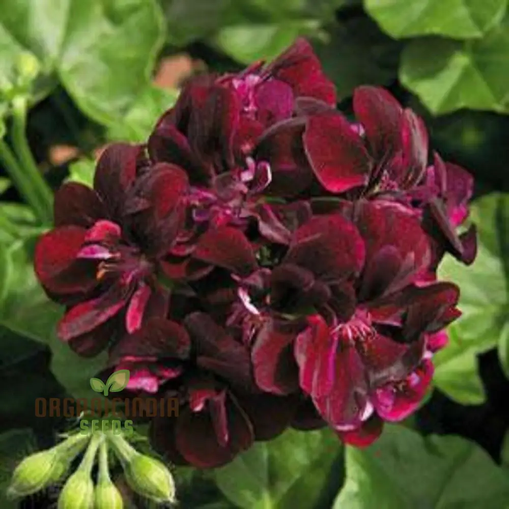 Dark Red Geranium Pelargonium Seeds – Classic Garden Blooms - Image 4